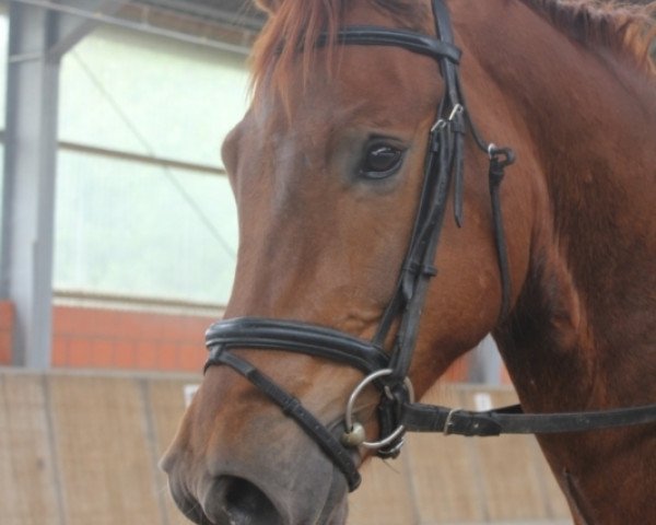 horse Fernando 709 (Westphalian, 2010, from Fürst Piccolo)