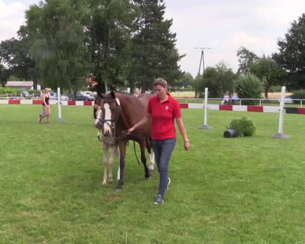 Stuten- und Fohlenschau Ennigerloh (Ostenfelde) am 06.07.2015, Deutsches Reitpony- Fohlen
