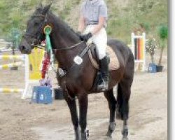 Springpferd Power Popsy S (Holsteiner, 2000, von Acobat II)
