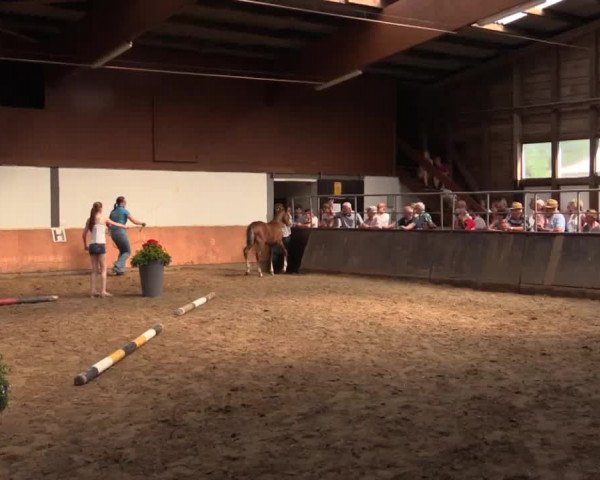 Stuten- und Fohlenschau Attendorn-Niederhelden am 02.07.2015, Warmblutfohlen