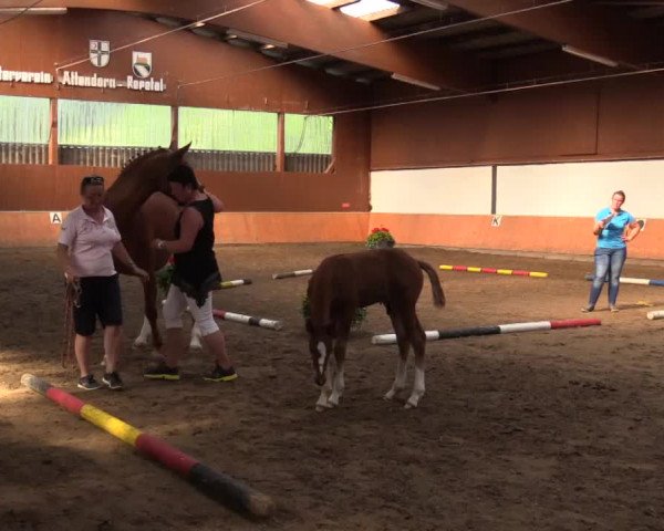 Stuten- und Fohlenschau Attendorn-Niederhelden am 02.07.2015, Warmblutfohlen