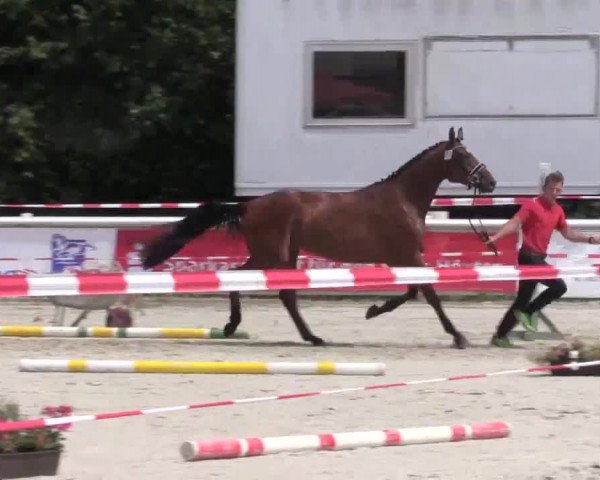 Stuten- und Fohlenschau Brakel am 07.07.2015, Warmblutstuten
