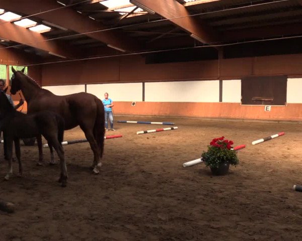 Stuten- und Fohlenschau Attendorn-Niederhelden am 02.07.2015, Warmblutfohlen