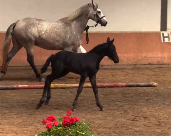 Stuten- und Fohlenschau Attendorn-Niederhelden am 02.07.2015, Deutsches Reitpony - Fohlen, 3-jährige Stuten