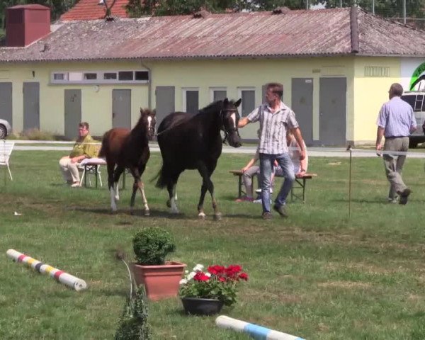 Stuten- und Fohlenschau Lage-Siegkrug am 04.07.2015, Deutsche Reitponys - Fohlen u. 3- u. 4-j. Stuten