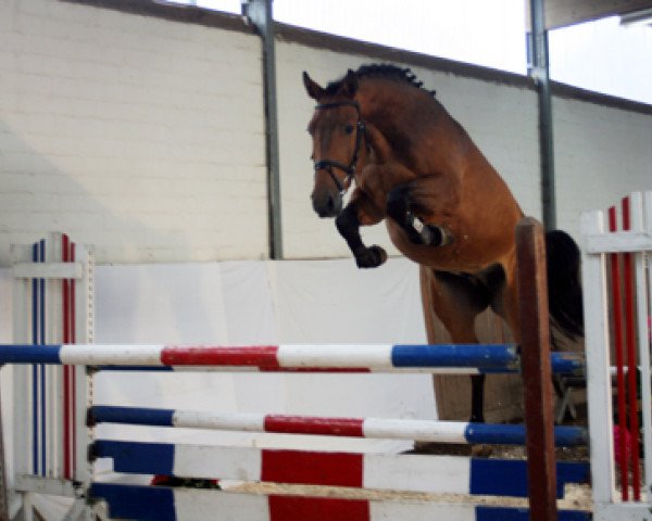 jumper Lovely Lars S (Holsteiner, 2005, from Landos)