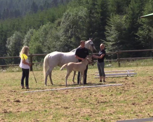 Stuten- und Fohlenschau Stünzel am 03.07.2015, Reitponyfohlen