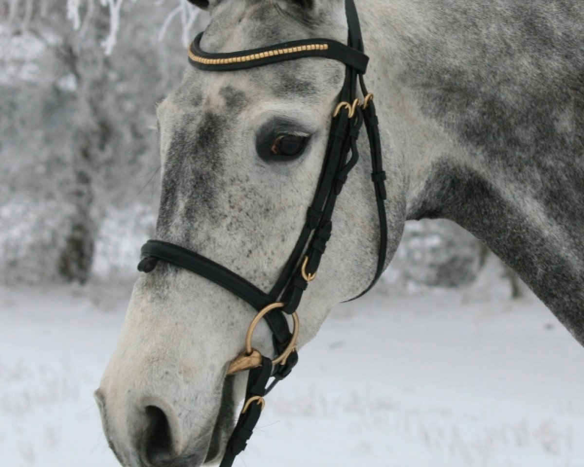 broodmare Chilli S (Holsteiner, 2004, from Con Air)