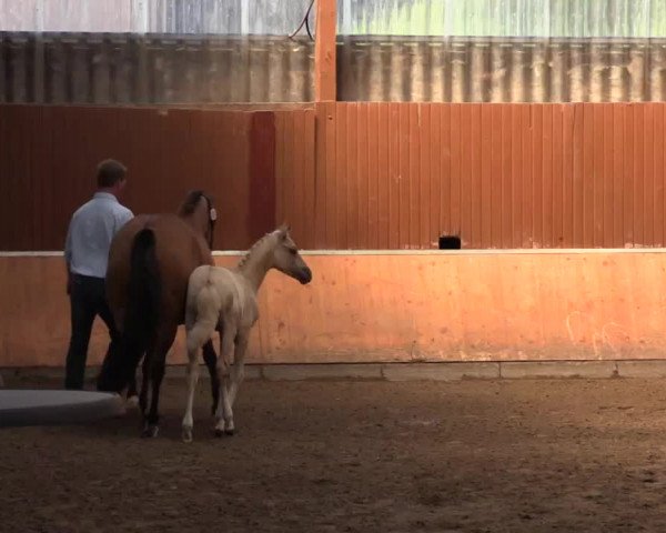 Stuten- und Fohlenschau Attendorn-Niederhelden am 02.07.2015, Deutsches Reitpony - Fohlen, 3-jährige Stuten