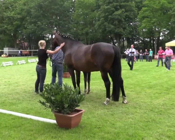 Stuten- und Fohlenschau Delbrück am 26.06.2015, 1. Ring Warmblutfohlen