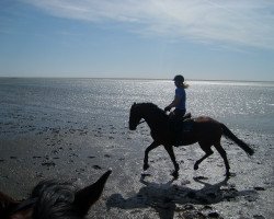 horse Candilla Sunshine (Holsteiner, 2002, from Candillo Z)