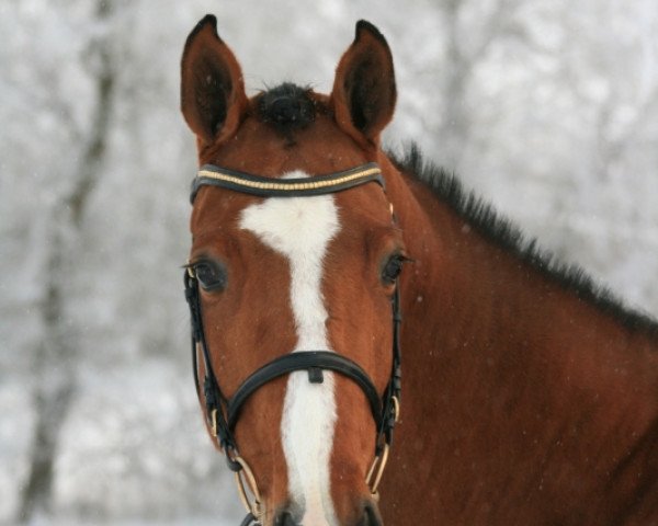 jumper Wonderful S (Holsteiner, 2006, from Landos)