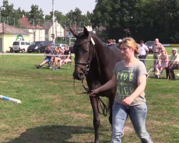 Stuten- und Fohlenschau Lage-Siegkrug am 04.07.2015, Stuten - 3- u. 4-jährige