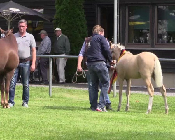 Stuten- und Fohlenschau Delbrück am 26.06.2015, Deutsche Reitponys - 1. Fohlenjahrgang A new Star II