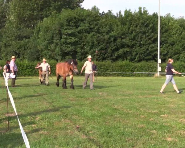 Stuten- und Fohlenschau Lage-Siegkrug am 04.07.2015, Stuten - 3- u. 4-jährige