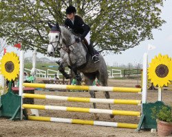 Cavallo da salto Coralista S (Holsteiner, 2007, di Corrado II)