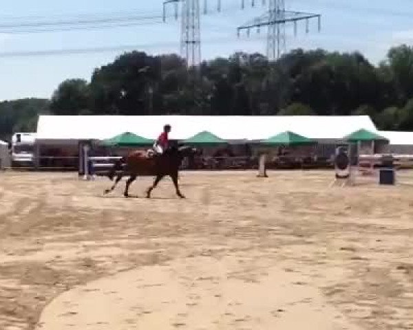 Reitturnier Klein-Auheim 2015