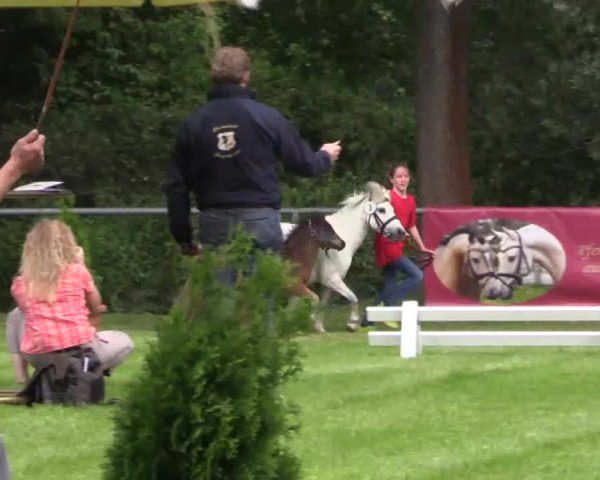 Stuten- und Fohlenschau Delbrück am 26.06.2015, Deutsche Reitponys - Shetlandpony Fohlen u. Stuten / Fjord / alle Sek.