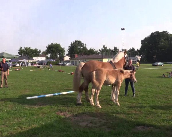 Stuten- und Fohlenschau Lage-Siegkrug am 04.07.2015, Stuten - 3- u. 4-jährige