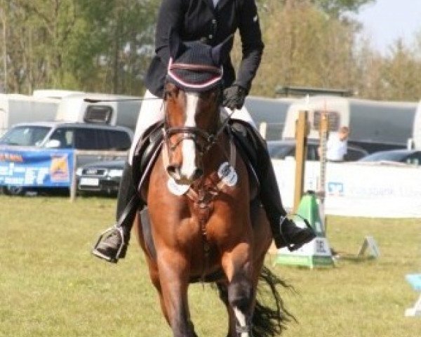 horse Quito S (Holsteiner, 2006, from Quantum) horse Quito S (Holsteiner, 2006, from Quantum)