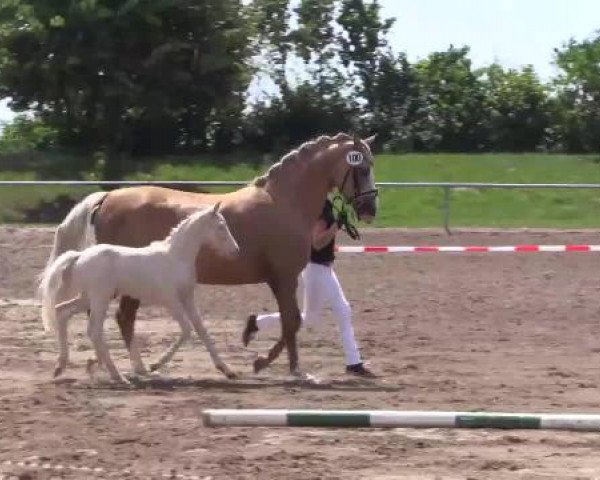 Stuten- und Fohlenschau Seppenrade / Lüdinghausen am 01.07.2015, Warmblustuten und -fohlen, Deutsches Reitpony Stuten und Fohlen