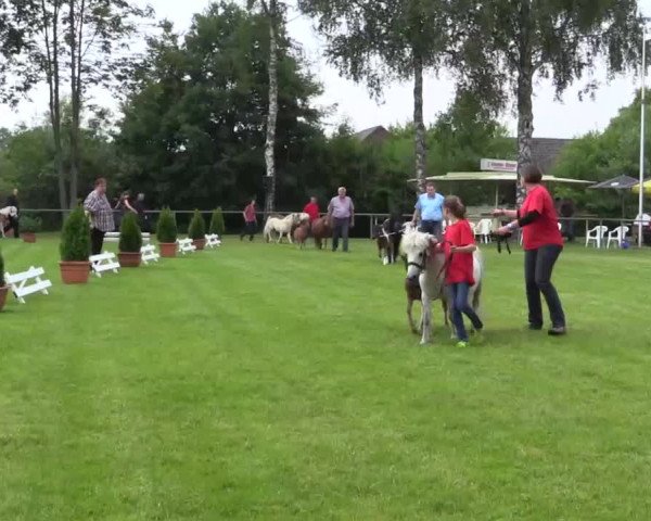 Stuten- und Fohlenschau Delbrück am 26.06.2015, Deutsche Reitponys - Shetlandpony Fohlen u. Stuten / Fjord / alle Sek.