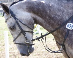 dressage horse Cabasco (German Sport Horse, 2007, from Cancoon)