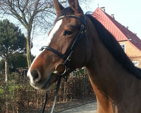 broodmare La Vita (Holsteiner, 2009, from Cormint)