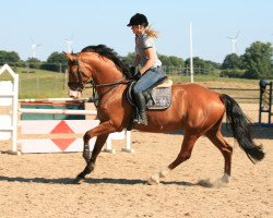 jumper Carlo Coleur (Holsteiner, 2009, from Casiro II)