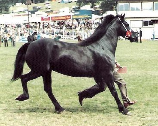 broodmare Derwen Rosinda (Welsh-Cob (Sek. D), 1970, from Nebo Black Magic)