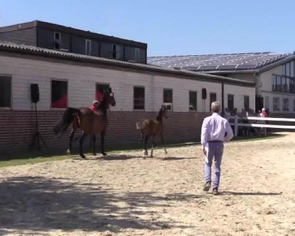 Stuten- und Fohlenschau Ascheberg - Gestüt Ligges, 30.06.2015
