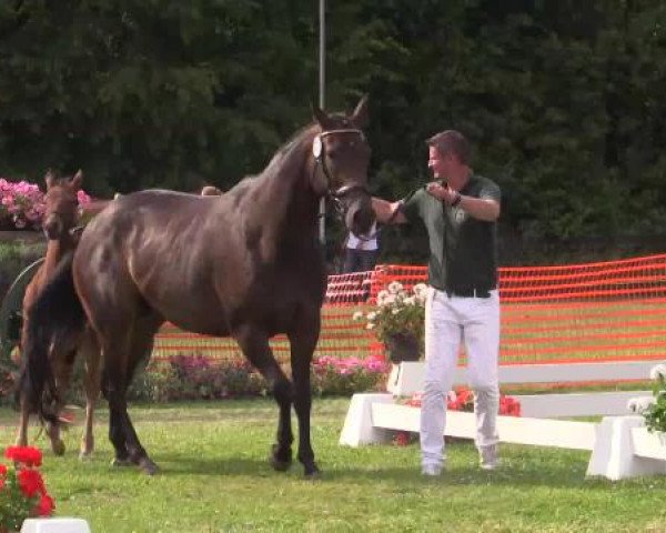 Stuten- und Fohlenschau Hünxe, 25.06.2015 11. Ring 