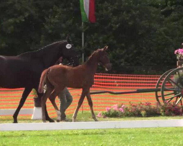 Stuten- und Fohlenschau Hünxe, 25.06.2015 11. Ring 
