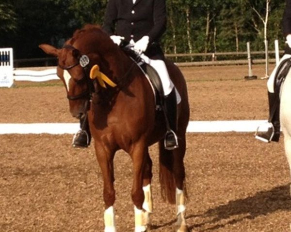 broodmare Di Nation (Hanoverian, 2003, from Dacaprio)