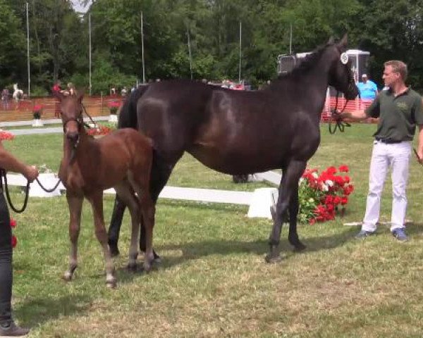 Stuten- und Fohlenschau Hünxe, 25.06.2015 3. Ring 