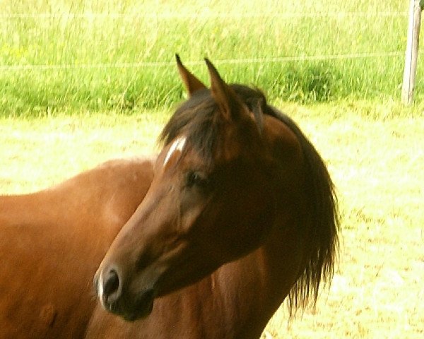 horse Kar Topal (Arabian purebred, 2008, from Dabrock El Nafe ox)