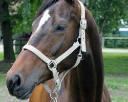 broodmare Herz Dame (Hanoverian, 2005, from Hochadel)
