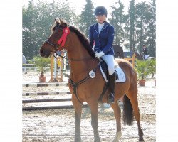jumper Luipoldt (Hanoverian, 2000, from Lux Z)