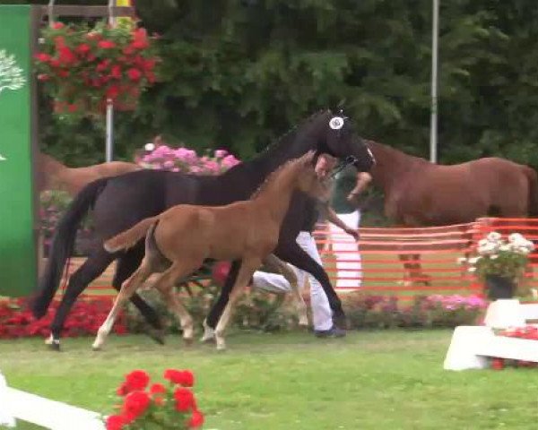 Stuten- und Fohlenschau Hünxe, 25.06.2015 9. Ring 