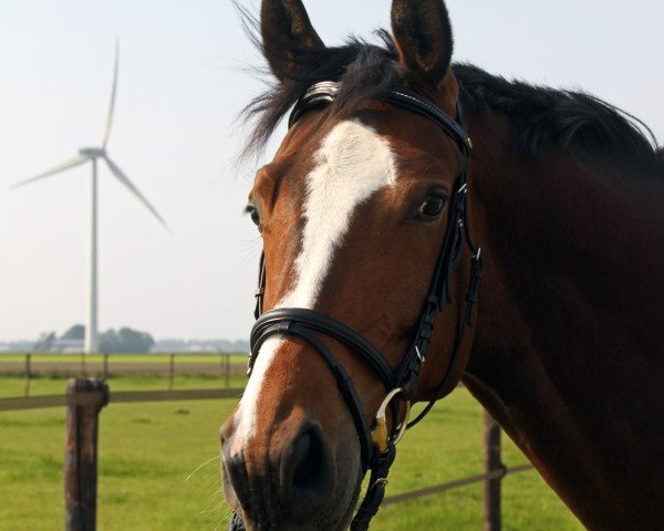 horse I-Punkt (Westphalian, 2007, from Ilan)