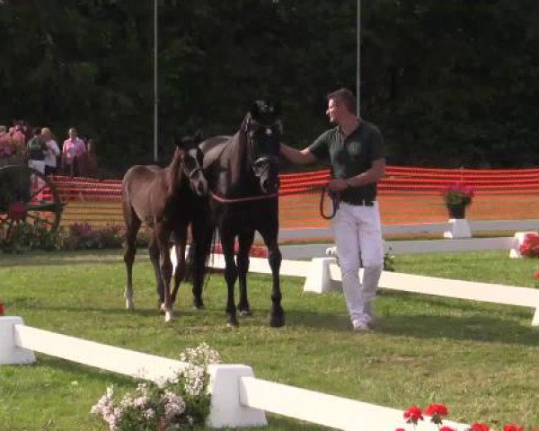 Stuten- und Fohlenschau Hünxe, 25.06.2015 13. Ring