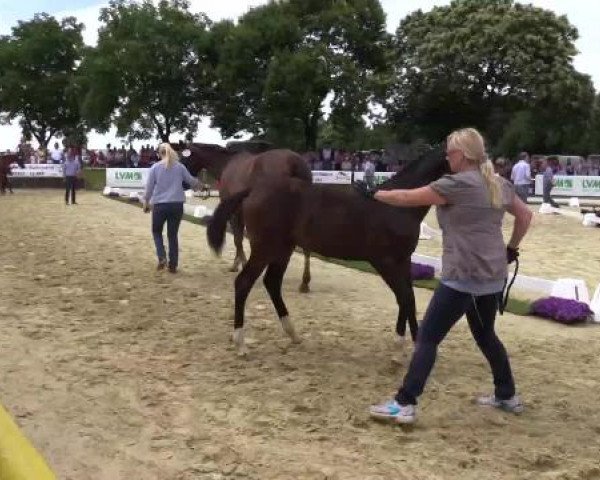 Stuten- und Fohlenschau Marl, 28.06.2015, 4. Ring - Warmblutfohlen - dressurbetont