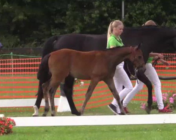 Stuten- und Fohlenschau Hünxe, 25.06.2015 8. Ring
