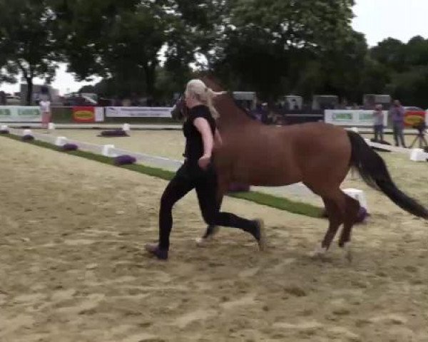 Stuten- und Fohlenschau Marl, 28.06.2015, 11. + 12. - Reitponyfohlen und -stuten