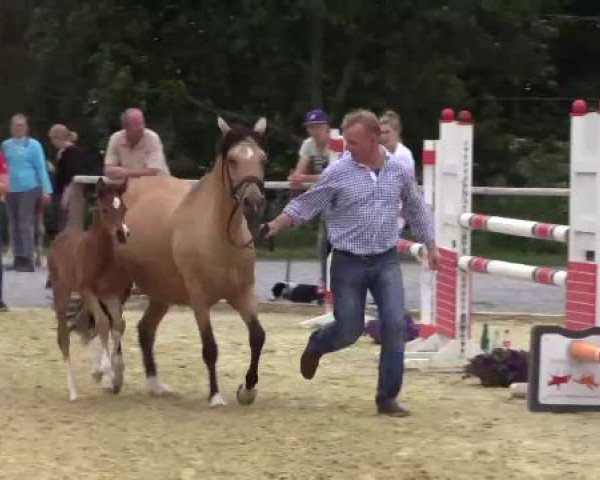 Stuten- und Fohlenschau Marl, 28.06.2015, 10. Ring - Reitponyfohlen
