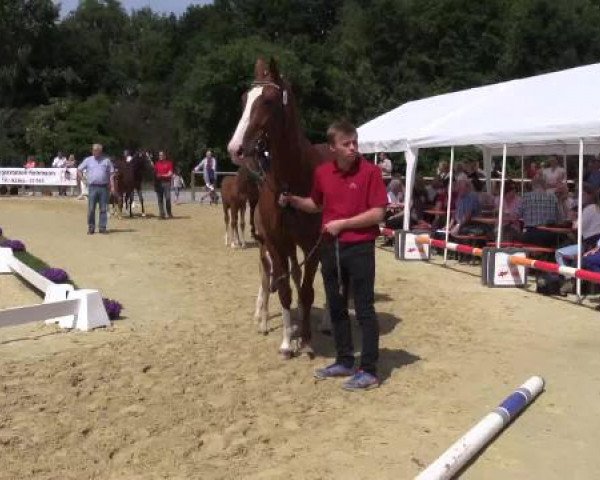 Stuten- und Fohlenschau Marl, 28.06.2015, 3. Ring - Warmblutfohlen - springbetont