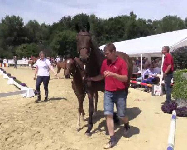 Stuten- und Fohlenschau Marl, 28.06.2015, 3. Ring - Warmblutfohlen - springbetont