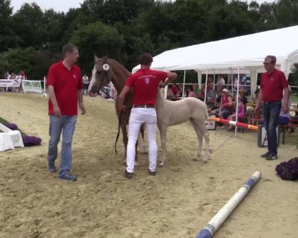 Stuten- und Fohlenschau Marl, 28.06.2015, 9. Ring - Hengstfohlen Golden West