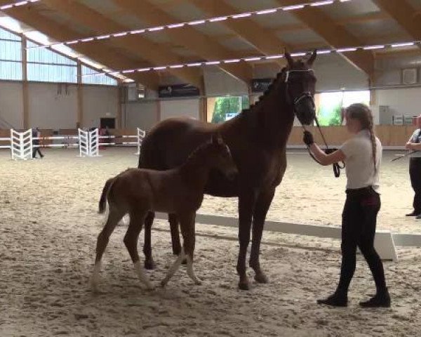 Stuten- und Fohlenschau Riesenbeck, 27.06.2015, Warmblutfohlen - dressurbetont -