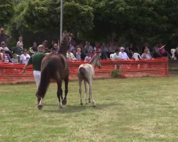 Stuten- und Fohlenschau Hünxe, 25.06.2015 6. Ring